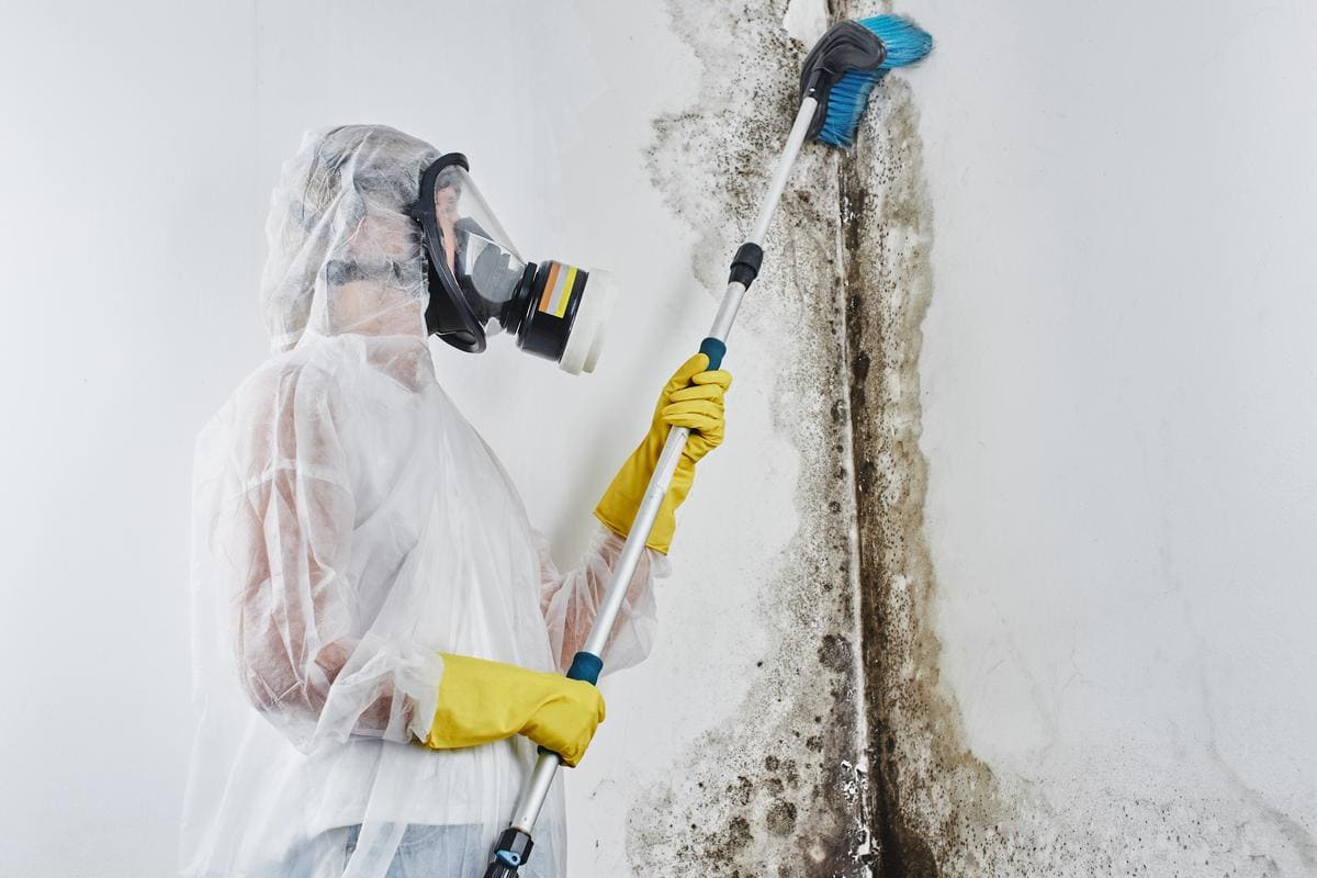 mold remediation services in missouri